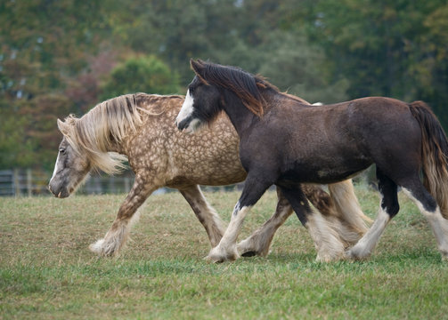 Gypsy Cob horse mares running in grass padock