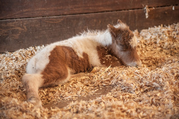 Miniature horse newborn foal sleeping on saahavings bed in barn stall
