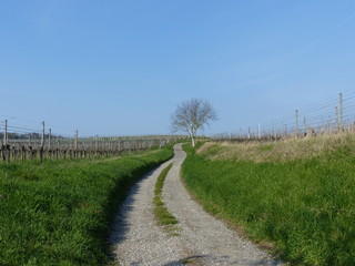 Fototapeta na wymiar Feldweg durch die Weinberge am Kaiserstuhl