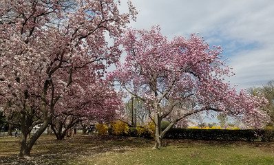 Fototapeta na wymiar Magnolia trees with blooming pink flowers in springtime