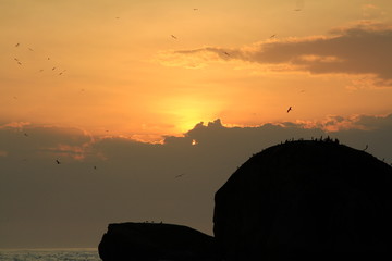 Happy and chirping birds in the sky