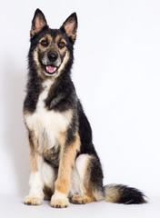 dog sitting on a white background