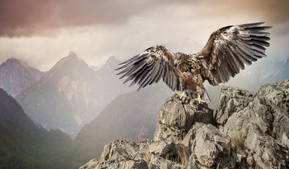 an eagle sits on a stone on mountains background