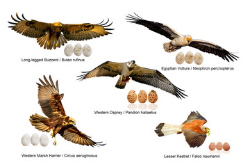 Birds and eggs. Isolated birds. White background.