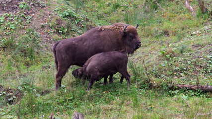  The European bison (Bison bonasus), also known as wisent 
