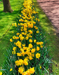 Tulipany © michalsen