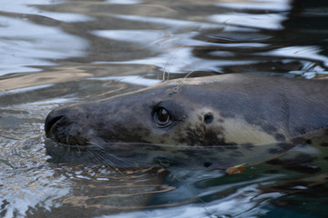 Foca gris nadando en el agua