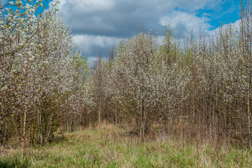 Fototapeta premium White flowering trees together
