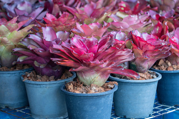 Selective focus Bromeliadtropical plant. Close up of red Bromeliad flower or Aechmea in a garden.