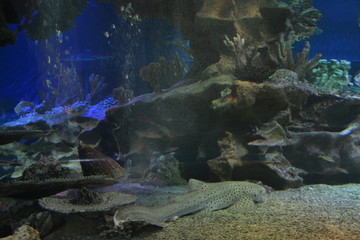 Fototapeta na wymiar aquarium