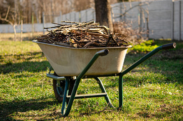 Garden work. Pruned branches of young trees lie in a wheelbarrow, which stands in the garden