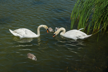 Schwanenpaar mit Küken in einem See