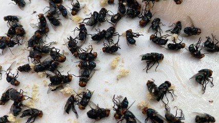 Many flies are stuck on paper with glue to trap the flies.  Flies are a vehicle for diarrhea.