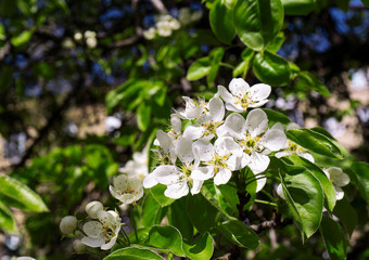 branch of a blossoming apple tree in spring