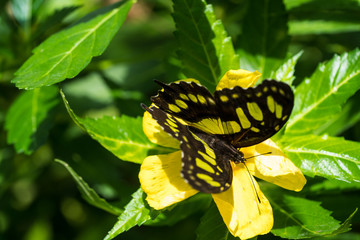 Malachitfalter © Eberhard Spaeth