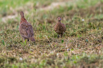 Common pheasant (Fasianus colchicus)