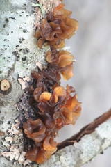 Tremella foliacea (Phaeotremella foliacea coll.), known as leafy brain, jelly leaf or brown witch's butter, wild fungus from Finland