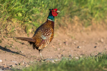 Common pheasant (Fasianus colchicus)
