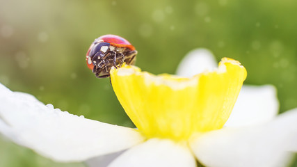 Ladybug sitting on a white daffodil. Bright banner 16:9. The concept of summer, nature. © Ольга Холявина