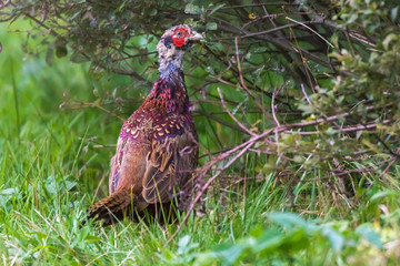 Common pheasant (Fasianus colchicus)