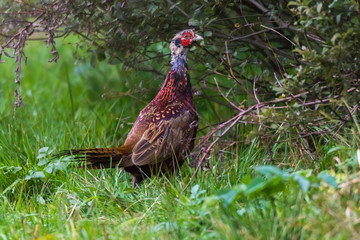 Common pheasant (Fasianus colchicus)