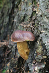 Imleria badia, known as the bay bolete, wild mushroom from Finland