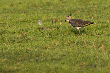 Lapwing (Vanellus vanellus)