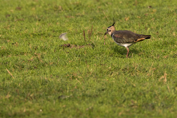 Obraz na płótnie Canvas Lapwing (Vanellus vanellus)