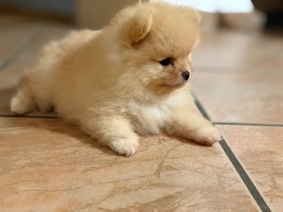 Baby Zwergspitz Pomeranian