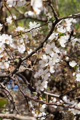 branch of a blossoming cherry tree in spring