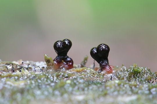 Trichia botrytis, a slime mold of the family Trichiaceae, specimen from Finland