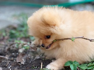 Baby Zwergspitz Pomeranian