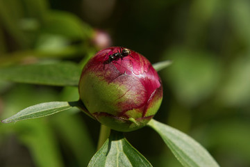 Peonies bud with an ant