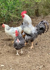 Hahn chickens