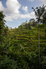 Fototapeta na wymiar View of the rice terraces fields in Tegallalang Bali, Indonesia
