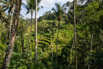 View of the rice terraces fields in Tegallalang Bali, Indonesia