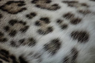  Pelo real de un leopardo © Azahara