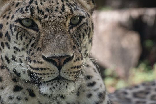 Retrato de cerca de un leopardo