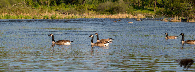 Canada goose in a lake. Canada goose