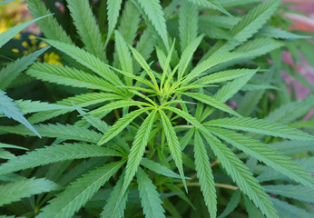 Cannabis bush, cannabis, marijuana leaves in Colombia Bogotá