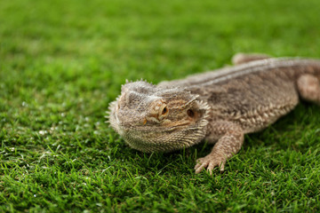 Bearded lizard (Pogona barbata) on green grass. Exotic pet