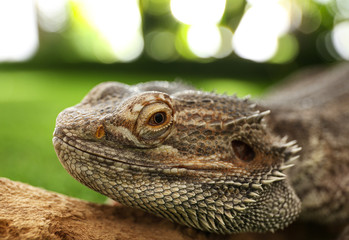 Bearded lizard (Pogona barbata) on tree branch, closeup. Exotic pet