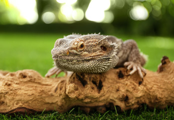 Bearded lizard (Pogona barbata) and tree branch on green grass, closeup. Exotic pet