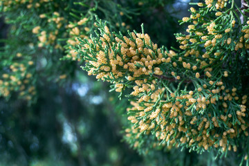 thuja blooming paws in summer