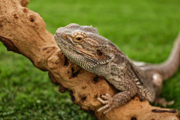 Naklejka na ściany i meble Bearded lizard (Pogona barbata) on tree branch. Exotic pet