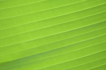 The surface of the banana leaf when exposed to sunlight.