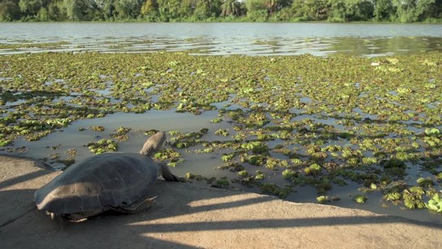 River landscape full of camalotes or river plants and a river turtle warming its body with the sun