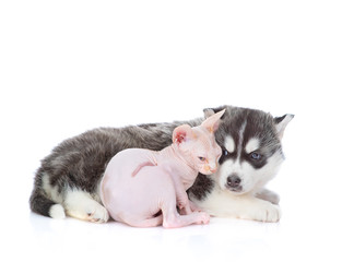Fototapeta na wymiar A siberian husky puppy and a sphynx kitten are sitting next to each other. Isolated on a white background
