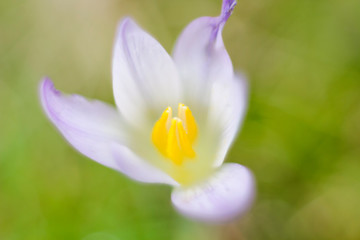Macro photography of the pistil of a wild flower full of color, known as crocus carpetanus, selective focus