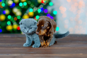 Fototapeta na wymiar Dachshund puppy and British kitten cuddling against the background of a Christmas tree